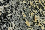 Proterozoic Columnar Stromatolite (Asperia) Section - Australia #353606-1